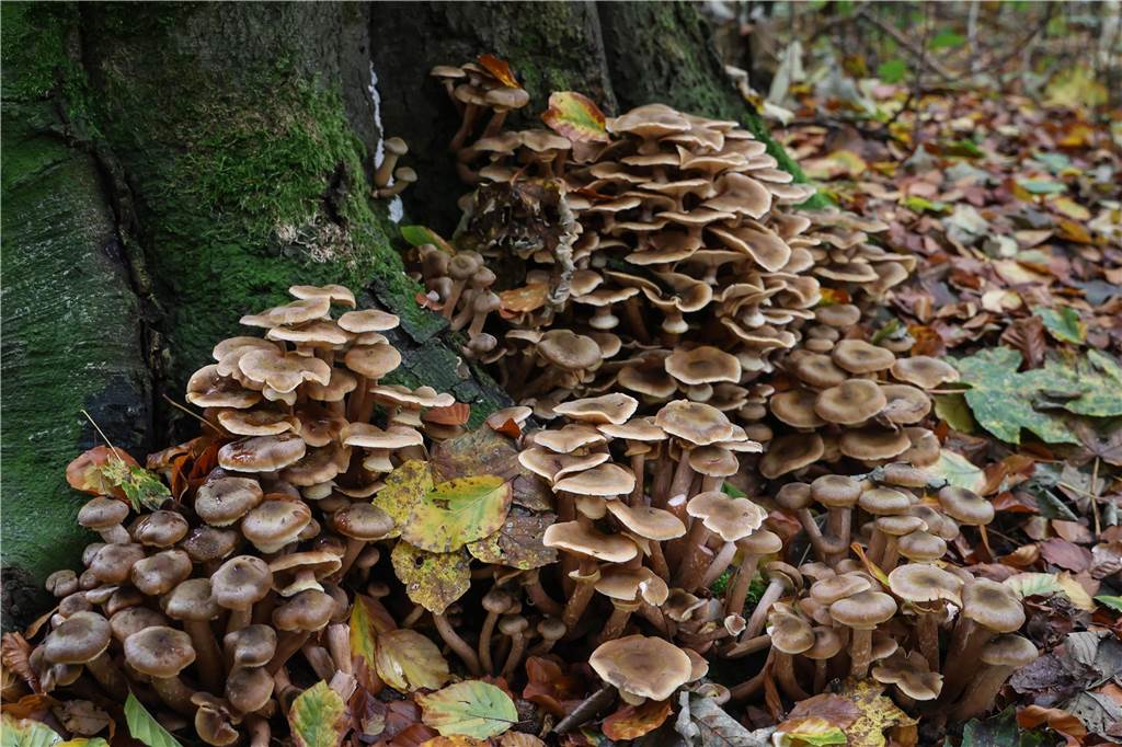 Fächerartige Pilze wachsen an einem Baum im Evinger Wald hoch.