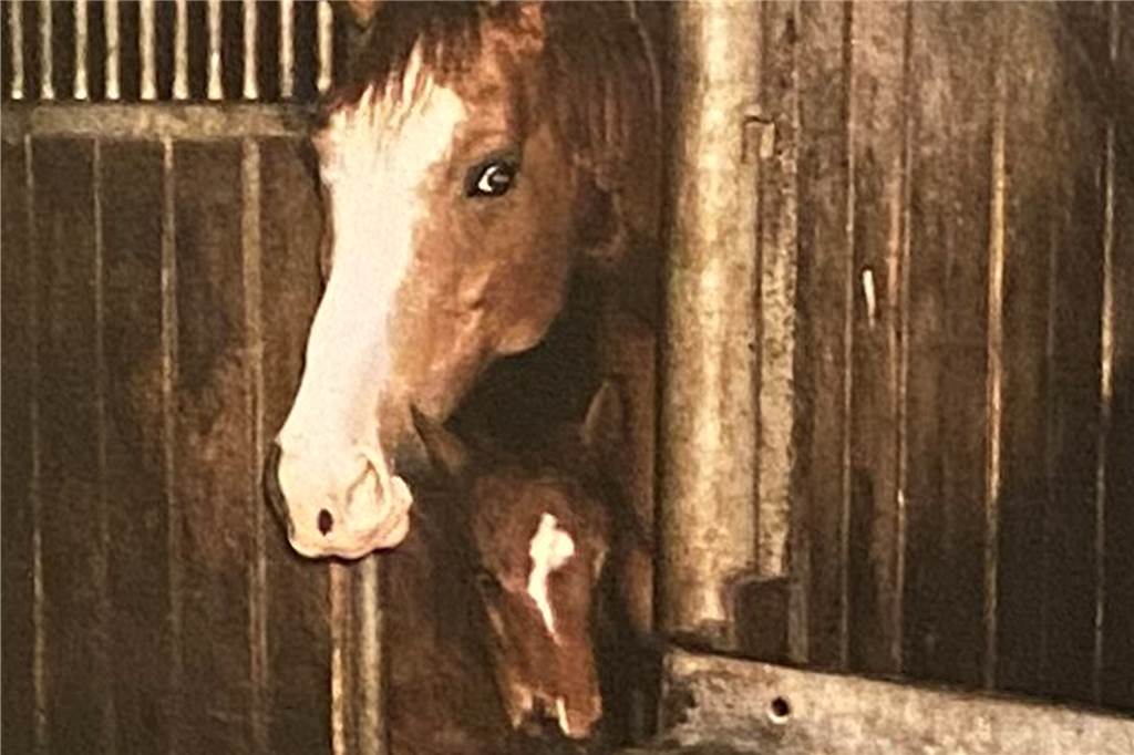 Früher eine Nische: Seit 30 Jahren gibt es bei Schulze Wethmar Bio-Produkte In den Anfängen beobachten die Pferde gespannt das Treiben vor ihren Boxen.