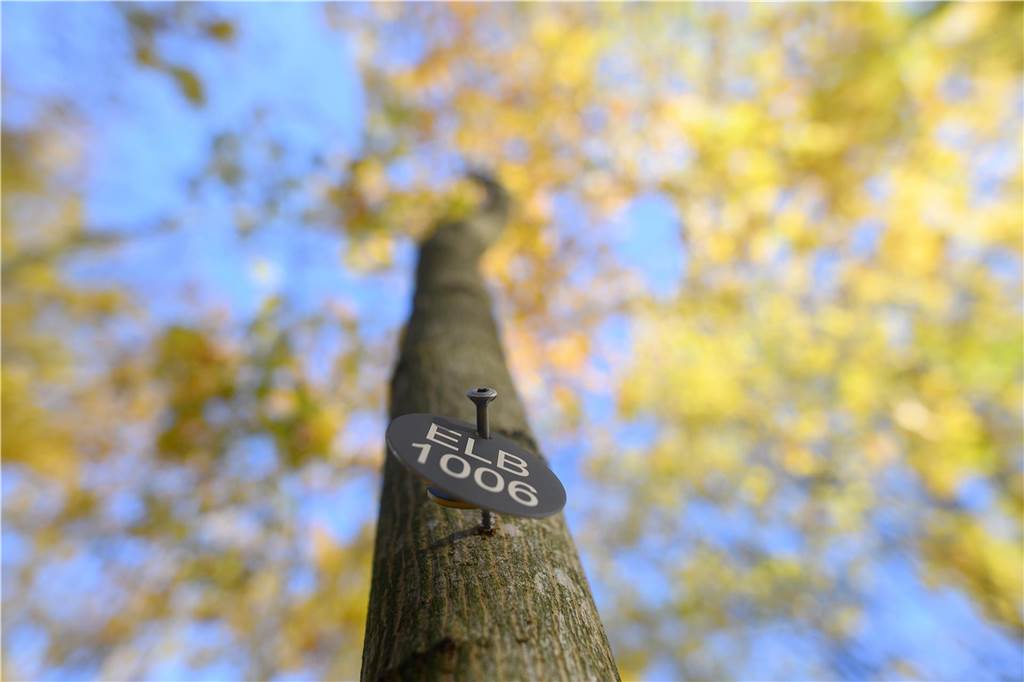 Friedwald statt Friedhof: Manuela Esche hat eine Idee für Schwerte Eine Plakette mit einer Nummer markiert auf dem Waldfriedhof des Unternehmens "Friedwald" einen Baum an dem Bestattungen durchgeführt werden können.
