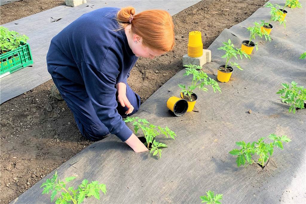 Distelwiese auf Gut Königsmühle: Coronavirus sorgt für Geister-Stimmung In den riesigen Gewächshäusern gibt es in diesen Tagen viel Arbeit: Vivien Both pflanzt hier gerade Tomatensetzlinge ein. Die Gärtnerei hat 17 unterschiedliche Tomatensorten eingekauft.