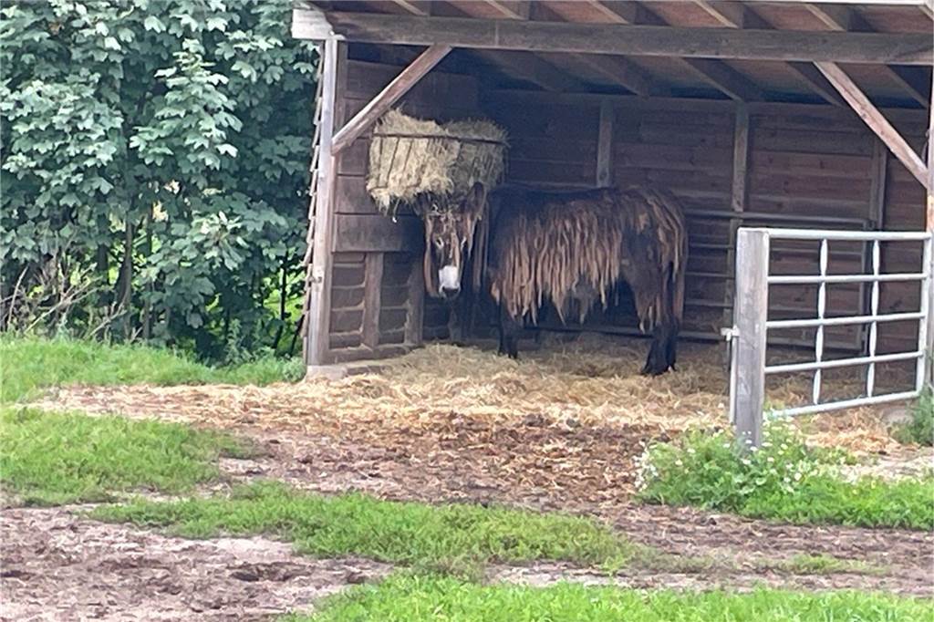 Nachwuchsversuch bei den Poitou-Eseln: Tierärztin hat keine gute Nachricht Esel