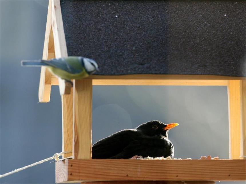 Singvögel machen sich in Gärten und Parks rar In den winterlichen Gärten sind derzeit auffallend wenige Singvögel zu sehen. Foto: Roland Weihrauch/Archiv