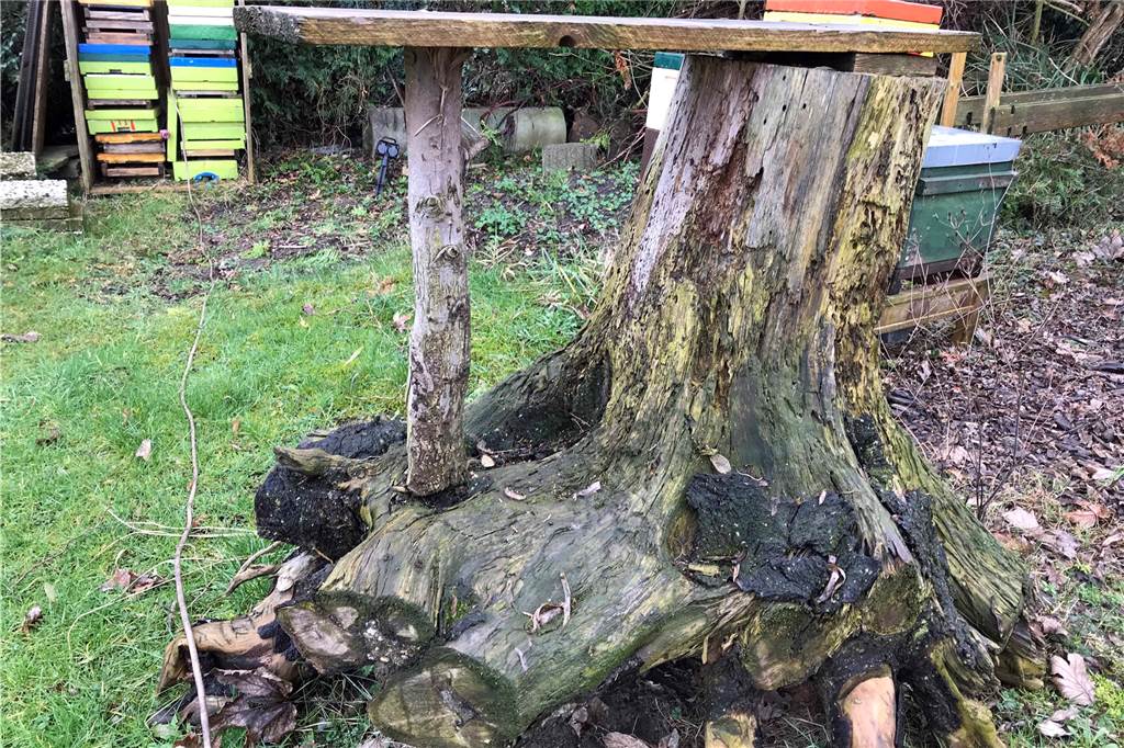 Imkerin Karina Möllers gibt Tipps für einen insektenfreundlichen Garten In der alten Baumwurzel in Karina Möllers' Garten fühlen sich Käfer wohl.