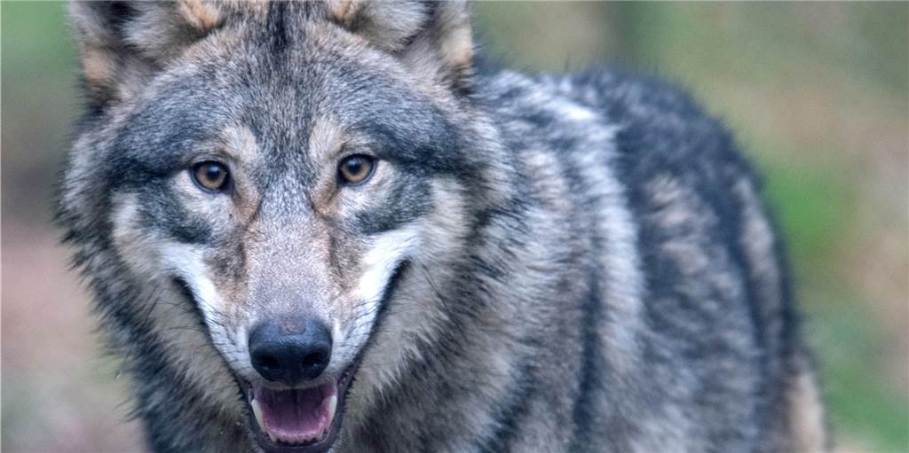 Ein Wolf