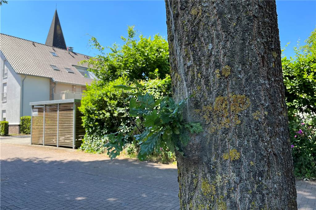 Gefährliche Giftraupen nisten auf Supermarktparkplatz in Sythen In der hinteren Ecke des Penny-Parkplatzes nisten die gefährlichen Giftraupen.