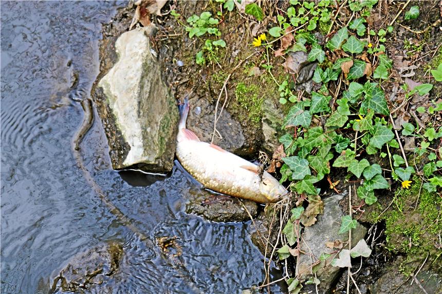 „Wir reden hier nicht nur von 200 Fischen!“ In der Horne sind am Donnerstag Hunderte Fische gestorben.