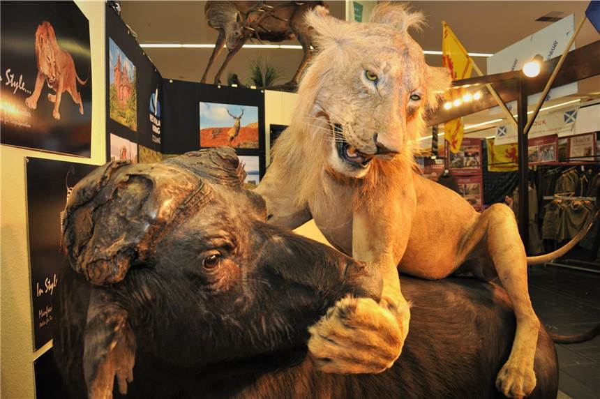 Eine abgeschossene Giraffe kostet 1500 Euro – ein Rundgang über die Messe „Jagd & Hund“ In der Jagdreisen-Halle sollen ein Löwe und ein Bulle Lust auf einen Trip nach Afrika machen. Auf Wunsch werden einem die erlegten Tiere als präparierte Trophäen nach Hause geschickt.