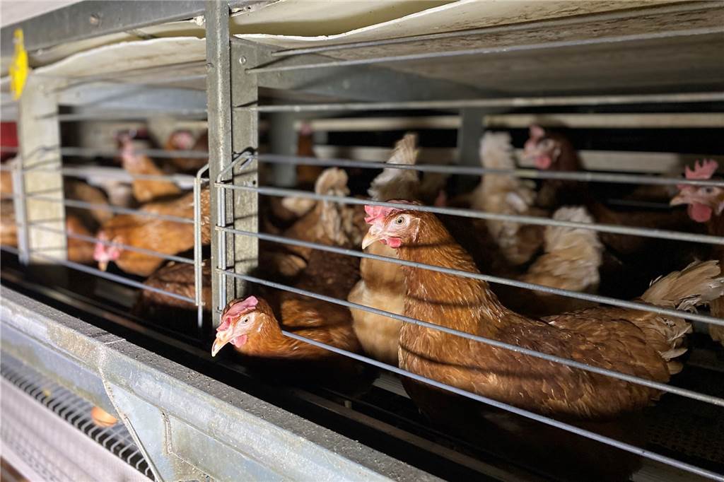 Tierschutz-Skandal im Kreis Coesfeld: Tote Hühner auf dem Stallboden In der Kleingruppenhaltung bleibt den Hühnern nur sehr wenig Platz.