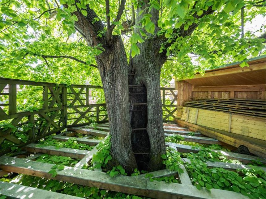 Immaterielles Kulturerbe: Traditionen kosten Geld In der Krone der Linde wird getanzt. Foto: Nicolas Armer