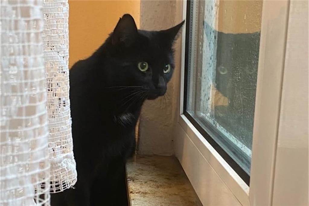 Hochwasser: Überstürzt musste Dorstener Ehepaar sein Zuhause verlassen In der Notunterkunft von Petra und Dieter Schönfelder schaut ihr Kater "Herr Wöller" aus dem Fenster, wenn er sich aus seinem Versteck hervortraut.