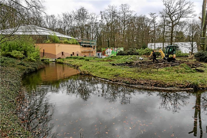 Mit diesen Bauplänen macht sich der Tierpark fit In der Orang-Utan-Anlage „Rumah hutan“ wurden drinnen im Regenwaldhaus und werden aktuell draußen die maroden Kletterbäume ausgetauscht. Eine Firma, die sonst Spielplätze gestaltet, hat dieses Mal die neuen, verspielteren Bäume zum Klettern und Schwingen in die Fundamente gesetzt.