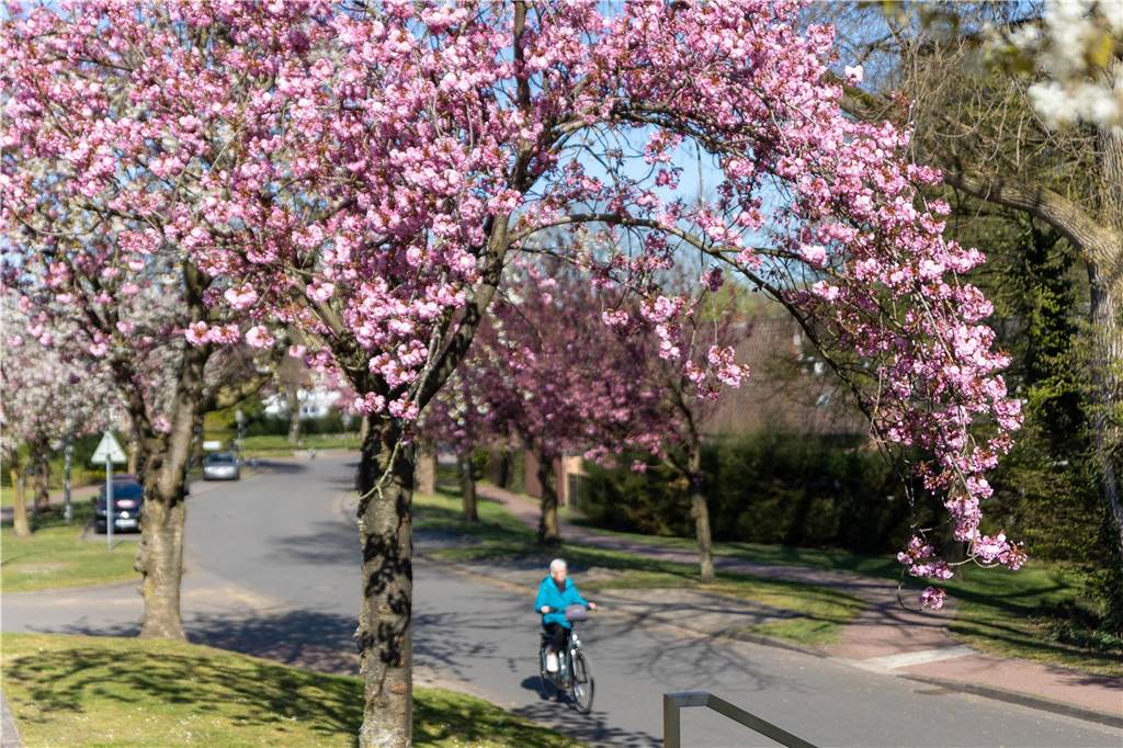 blühende Kirschblüten an der Lessingstraße in Stadtlohn