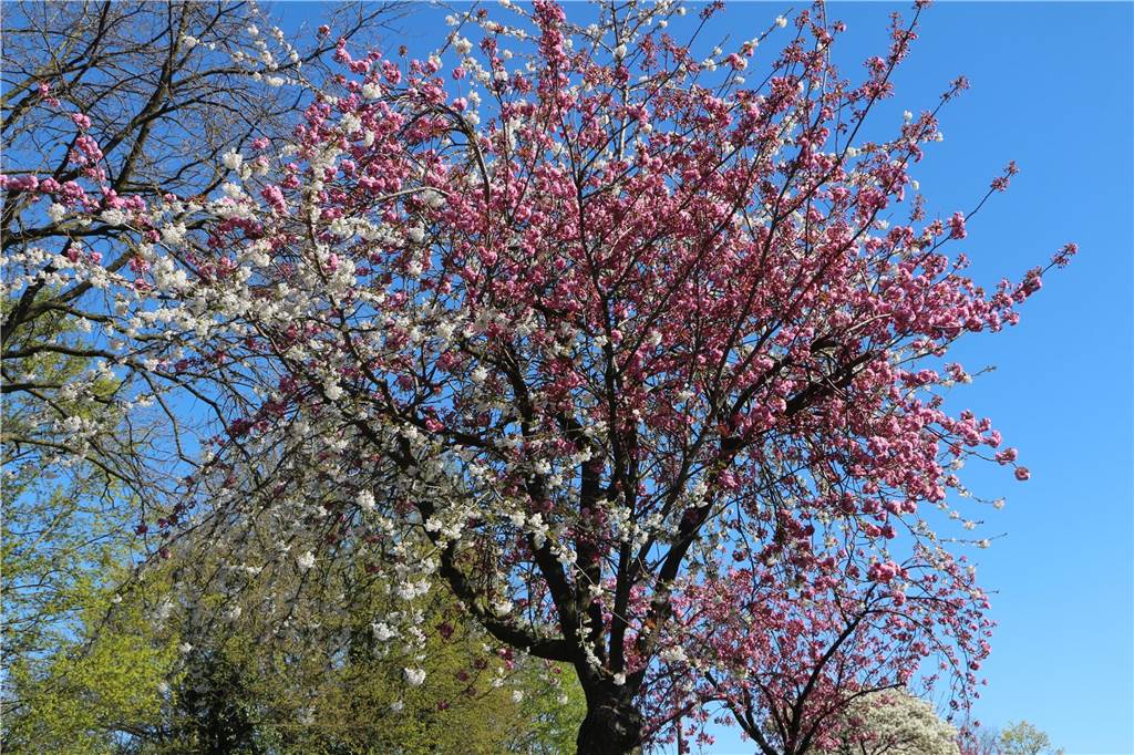 blühende Kirschblüten an der Lessingstraße in Stadtlohn