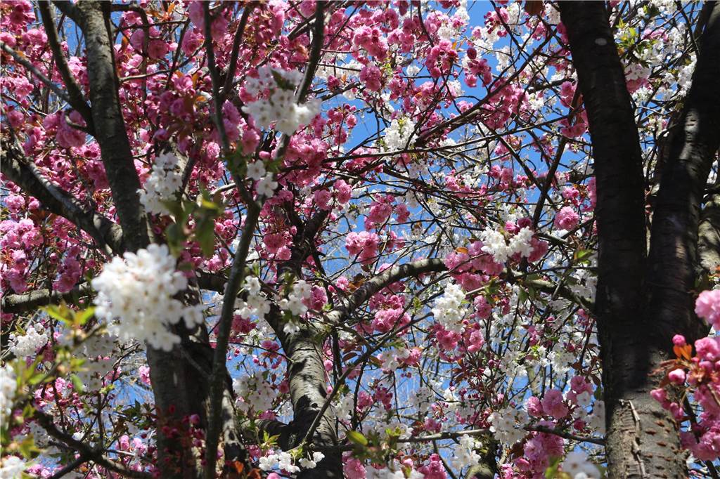 blühende Kirschblüten an der Lessingstraße in Stadtlohn