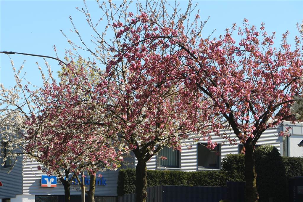 blühende Kirschblüten an der Lessingstraße in Stadtlohn