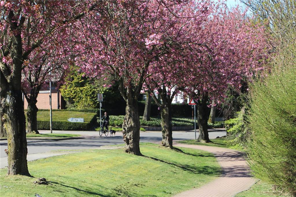 blühende Kirschblüten an der Lessingstraße in Stadtlohn