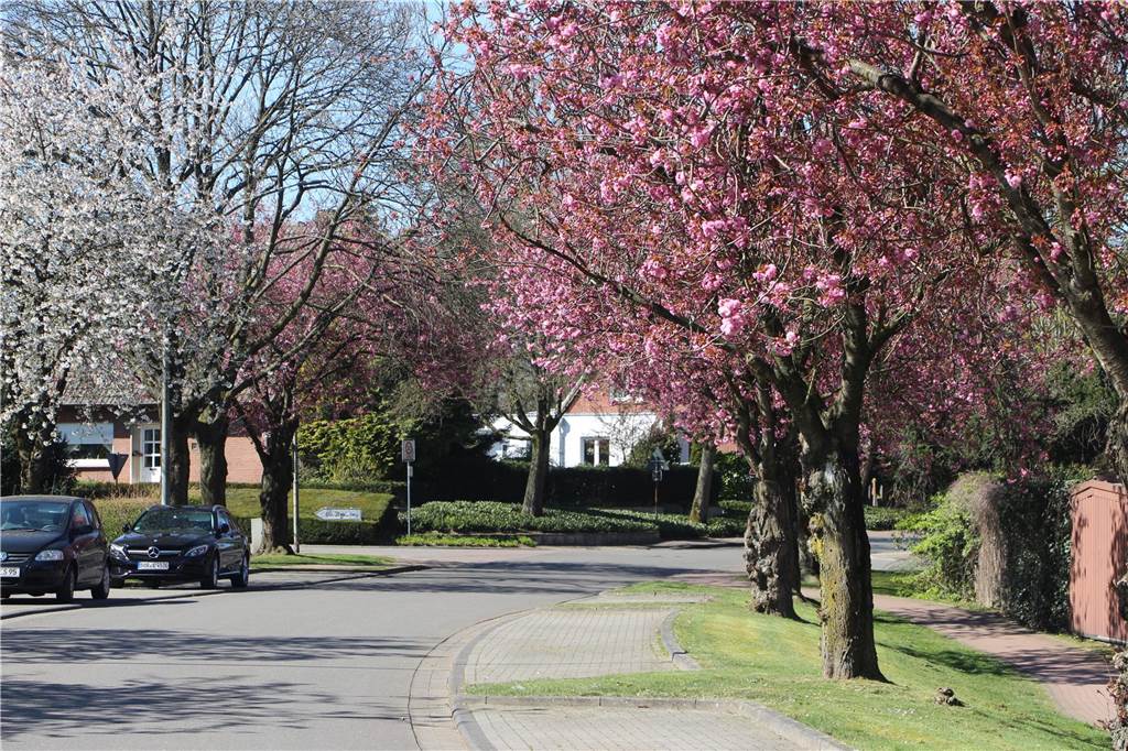 blühende Kirschblüten an der Lessingstraße in Stadtlohn