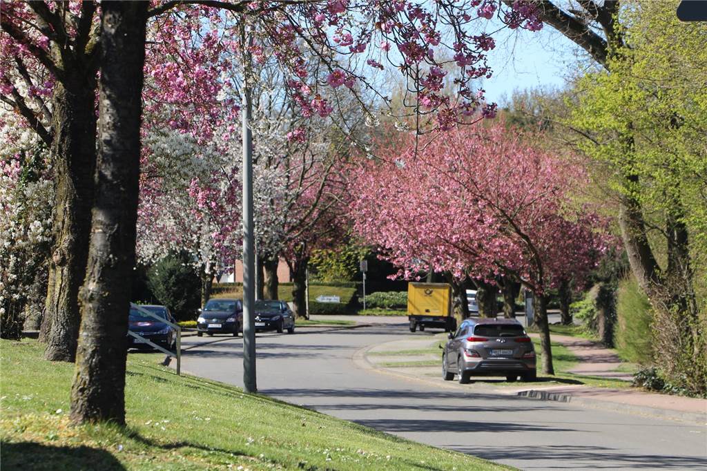 blühende Kirschblüten an der Lessingstraße in Stadtlohn