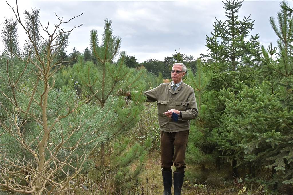 NABU-Führung: Eine Sandgrube wird wieder zu Wald In der Sohle der Grube gedeiht nicht jeder Baum gleich gut. Im Vordergrund eine vertrocknete Buche, dahinter eine heimische Kiefer. Graf von Merveldt steht neben einer korsischen Schwarzkiefer.