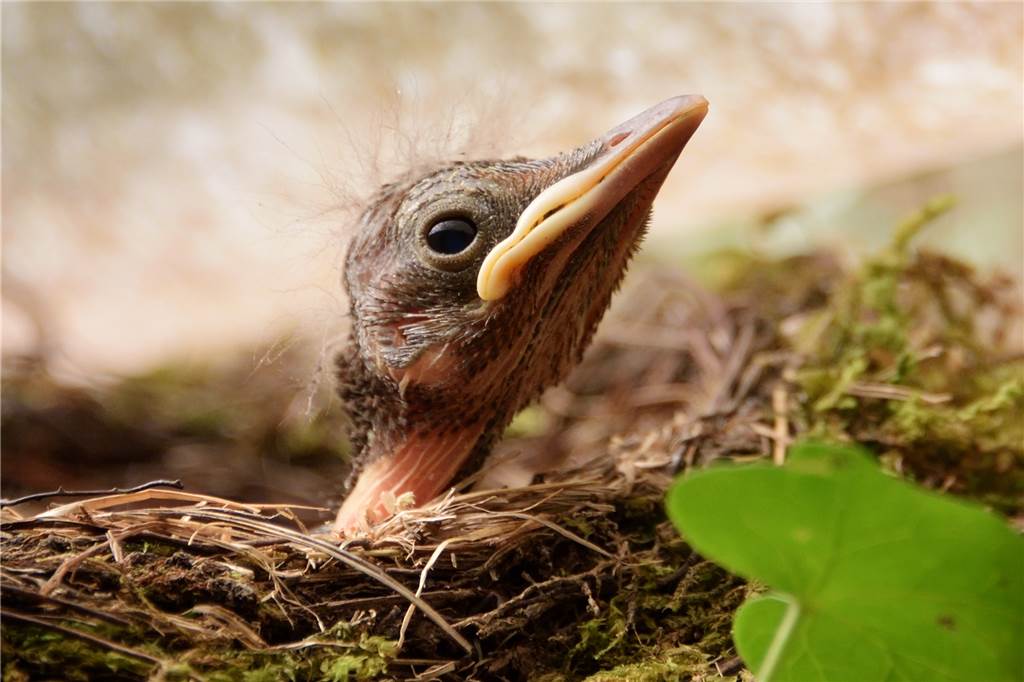 In der zweiten Lebenswoche der Nestlinge schreitet ihre Entwicklung schnell voran.