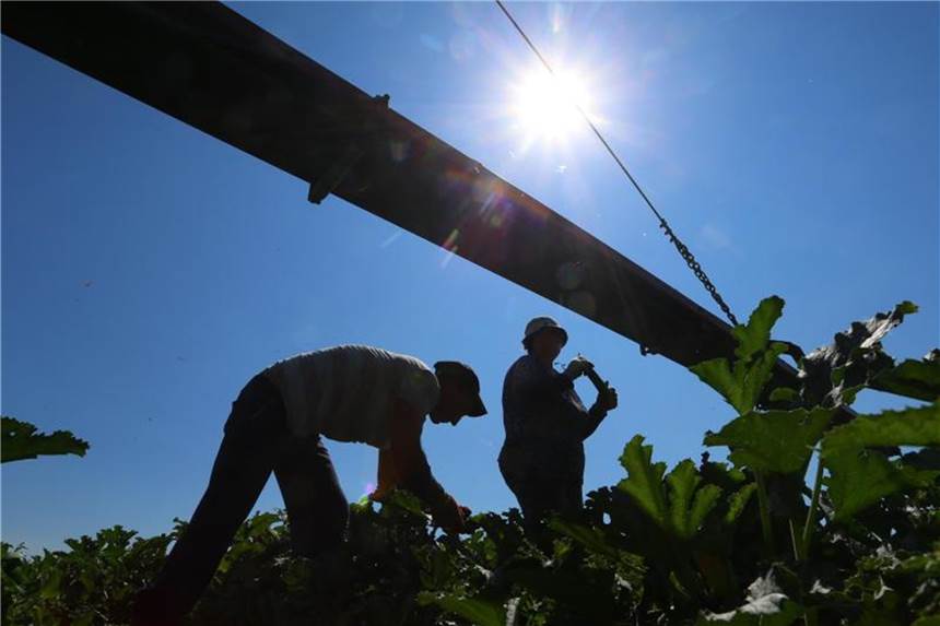 70-Tage-Regel für kurzfristig Beschäftigte wird verlängert In Deutschland arbeiten in der Erntezeit viele Saisonarbeiter als kurzfristig Beschäftigte. Foto: Karl-Josef Hildenbrand