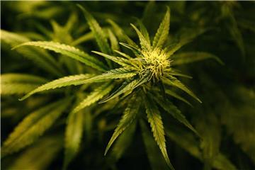 In Deutschland dürfen Ärzte seit dem 10. März 2017 medizinisches Cannabis verschreiben, etwa für Schmerztherapien. Das hatte der Branche einen Schub gegeben. Foto: Gareth Fuller/PA Wire