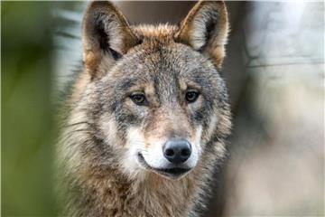 In Deutschland kommt es immer häufiger zu Paarungen zwischen Wölfen und Hunden. Dabei entstehen Wolfshybride, die weniger scheu und somit gefährlicher sein können. Foto: Bernd Thissen