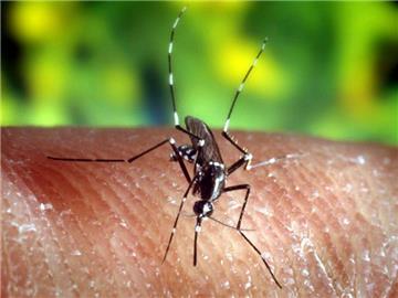 In Deutschland muss man sich keine Sorgen wegen des Zika-Virus machen. Foto: U.S. Center for Disease Control and Prevention