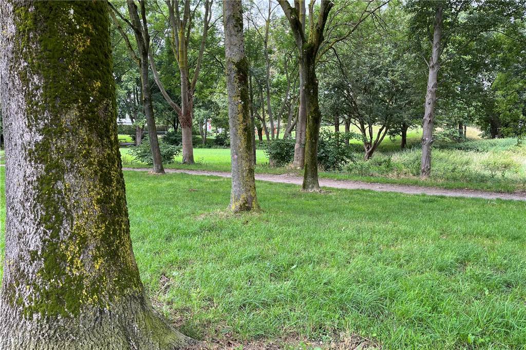 Versuchtes Tötungsdelikt in Husen: Anwohner erinnert sich an frühere brutale Tat In diesem kleinen Park in der Nähe der Sportanlage des SC Husen-Kurl wurde am Mittwoch (26.7.) ein Jugendlicher brutal zusammengeschlagen und -getreten