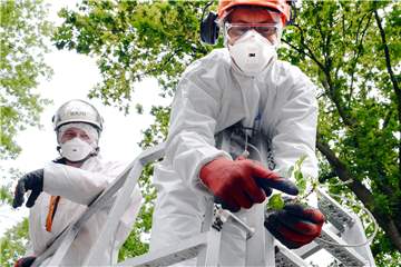 In diesem Sommer hat die Stadt die Nester der Eichenprozessionsspinner absaugen lassen (unser Foto zeigt den Einsatz an der Dachsbergschule), jetzt sollen Nistkästen als natürliche Hilfe eingesetzt werden.