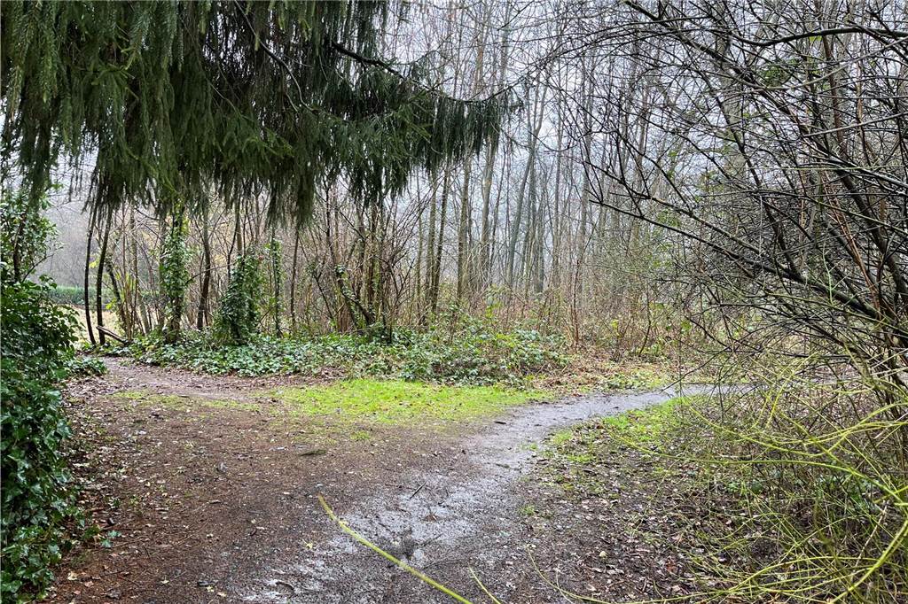 Tierschutzverein verliert Hütte für Pflege von Tieren: „Keine Wertschätzung“ In diesem Waldstück am Buchenweg in Lünen-Mitte befand sich die Hütte.