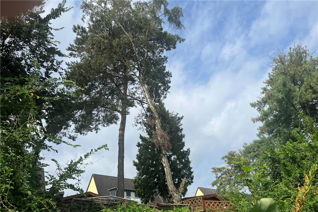 DWD warnt weiterhin vor starken Gewittern in Lünen, Selm und Werne: Hagel und Windböen In diesen Baum im Hünenweg in Lünen-Alstedde hatte am Dienstagmorgen (12. September) ein Blitz eingeschlagen.