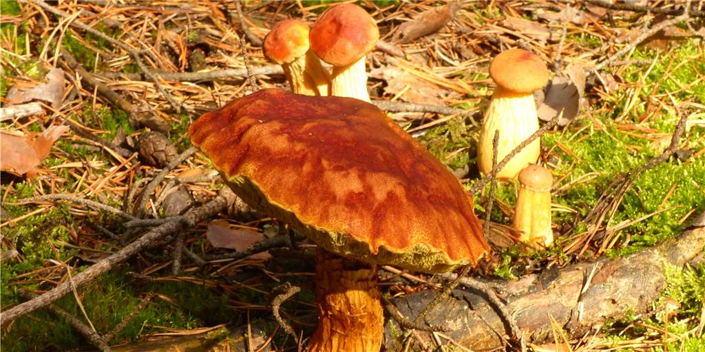 Experte warnt vor Pilzvergiftungen: „Nicht auf Apps allein verlassen“ In diesen Tagen schießen die Pilze aus dem Waldboten. Doch nicht jeder Pilz sollte in der Pfanne landen.