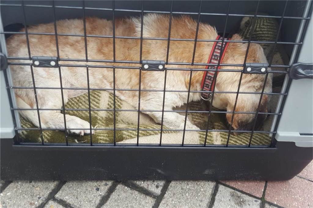 Blinder, krebskranker Hund wurde in Dortmund zum Sterben ausgesetzt In dieser Box lag der kranke Hund. Arche 90 fragt: Wer kann Hinweise zu den Haltern des kranken Tieres geben?