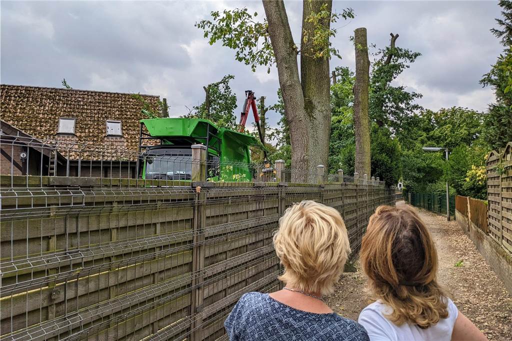 Baumschutz in Dorsten: Welche Vorteile eine Baumschutzsatzung für die Stadt hätte In Dorsten sind in der Vergangenheit immer wieder große und alte Bäume gefällt worden - oft zum Ärger der Anwohner.
