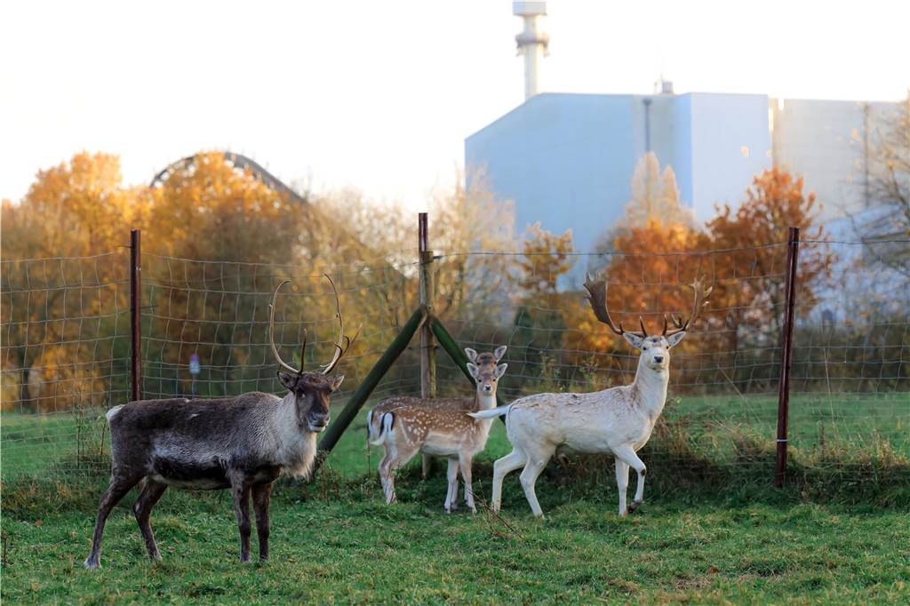 Vor zehn Jahren fing alles an: Wie die Rentiere nach Feldhausen kamen In einem Gehege hinter dem Movie Park lebt Rentier Ronya zusammen mit einer Gruppe Damwild.