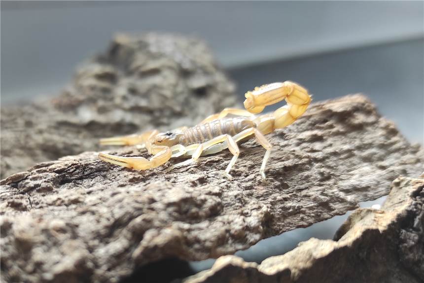 Blinder Passagier im Blumenladen: Skorpion in Pflanzenlieferung entdeckt In einem Terrarium der Feuerwache sitzt ein Skorpion auf einem Stück Holz. Das Tier war zuvor in einem Blumenladen entdeckt und von der Feuerwehr abgeholt worden.