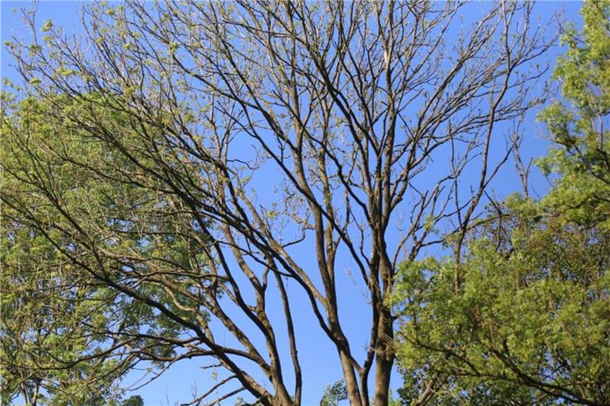 Pilzbefall: „Erhebliche Bedrohung“ für Eschenbestand in NRW In einem Wald steht eine Esche, die vom Eschenstengelbecherchen (Hymenoscyphus fraxineus) befallen ist. Foto: Danny Gohlke/Archiv