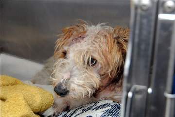 In einer dreieinhalbstündigen nächtlichen Operation rettete Dr. Stefan Wolf dem von großen Hunden angegriffenen Terrier-Mix Steini das Leben.