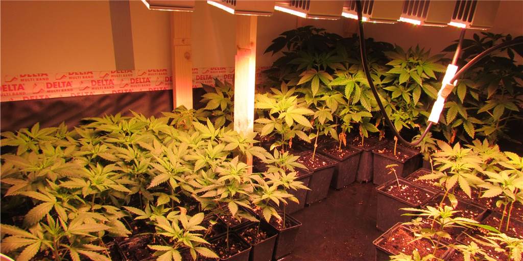 Kripo hebt Cannabis-Plantage von zwei Geschäftsfrauen in Dorsten aus Cannabis-Plantage