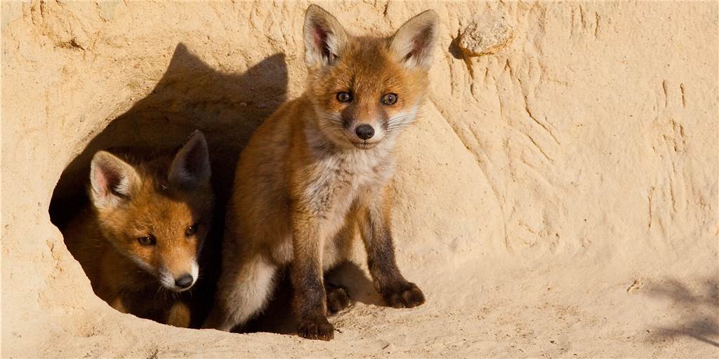 Nach Tierquälerei-Vorwürfen: Ermittlungen gegen Verein in Olfen In einer Schliefenanlage in Capelle werden Füchse für die Jagdhunde-Ausbildung eingesetzt. Tierschützer kritisieren das – Jäger sehen das als notwendig an.