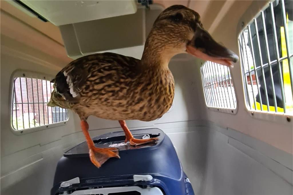 Ungewöhnliche Besucher: Entenfamilie verirrt sich im Johannes-Hospital In einer Transportbox wurden die Enten in ihr neues Zuhause transportiert.