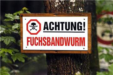 In einigen Regionen Süddeutschlands ist der Fuchsbandwurm verbreitet. Seine Eier können an Waldfrüchten haften. Vor dem Verzehr sollten die Früchte daher gut abgewaschen werden. Foto: Frank Mächler
