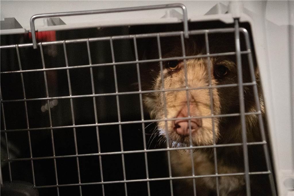 Hundetrainerin mahnt zur Vorsicht bei Tieren aus dem Ausland Ein Hund sitzt in einer Transportkiste.