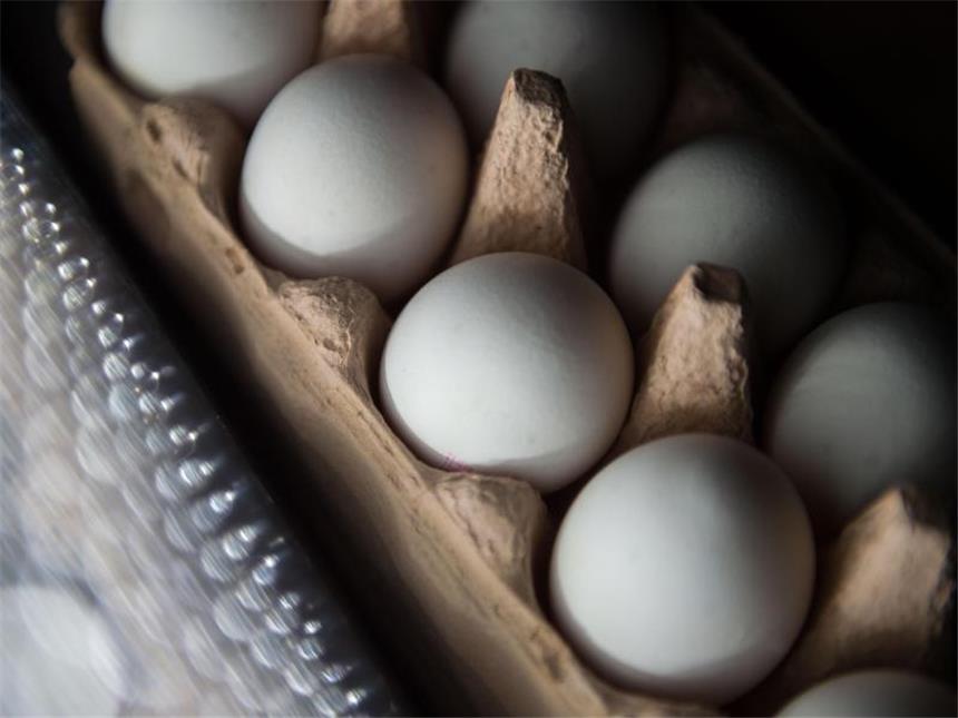 Mehr Fipronil-Eier entdeckt: Belgien schwieg zu Verdacht In fast allen deutschen Bundesländern wurde inzwischen Fipronil in Eiern nachgewiesen. Foto: Lino Mirgeler