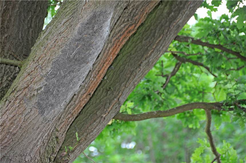 RVR bekämpft Eichenprozessionsspinner im Wald und rät, gefährdete Gebiete zu meiden In Haltern sind derzeit viele Eichen von Eichenprozessionsspinnern befallen.