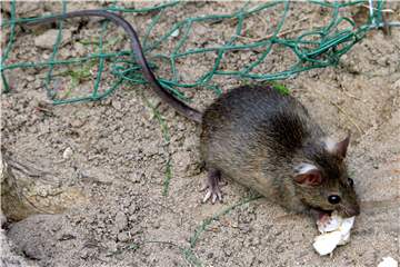 In Holzen werden seit Kurzem vermehrt Ratten von Anwohnern gesichtet.