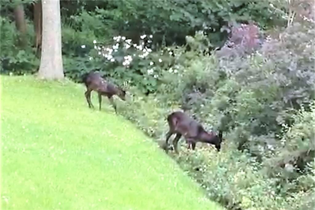 Protest gegen Baugebiet im Dortmunder Westen: „Brutal und rücksichtslos“ In ihrem Garten können die Diesings immer mal wieder Wildtiere beobachten.