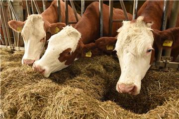 In Industrieanlagen gezüchtete Mikroben könnten ein umweltfreundlicheres Futter für Rinder, Schweine und Hühner darstellen als Ackerpflanzen. Foto: Angelika Warmuth