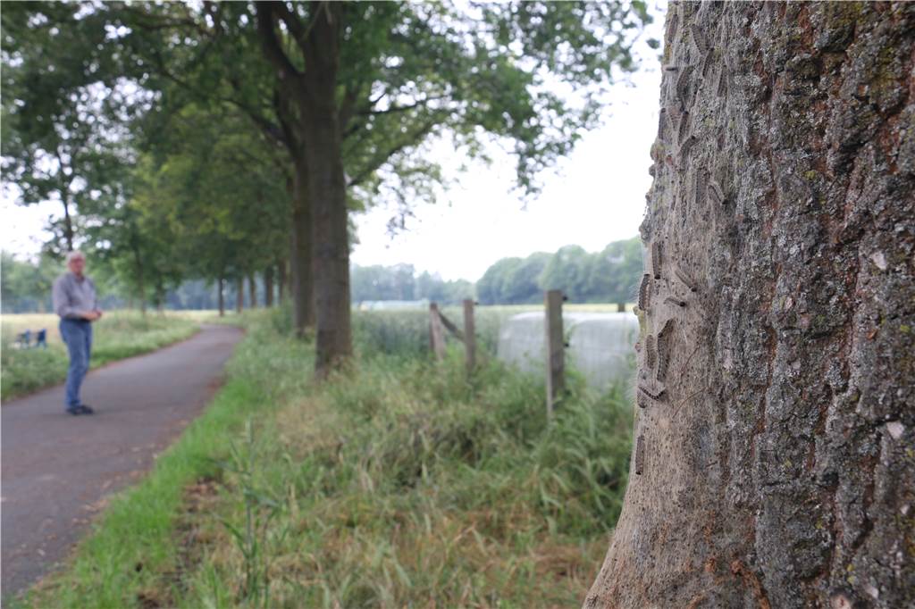 Stark befallene Allee wird endlich von Eichenprozessionsspinnern befreit In jedem Baum an der Allee in der Straße Am Bellingholz gibt es mindestens ein Nest der giftigen Raupe.